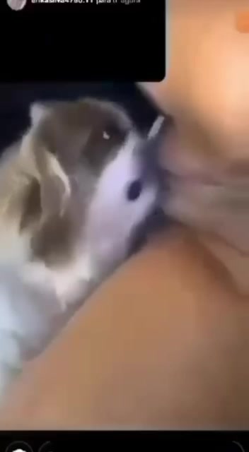 Cigana tem cona lambida por cão